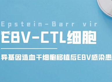 科普日谈丨EBV-CTL细胞—异基因造血干细胞移植后EBV感染患者的福音