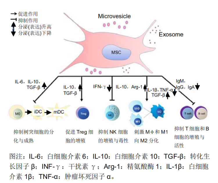  成人脂肪干细胞存储