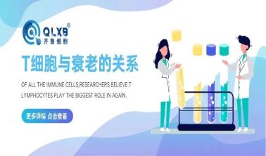 T细胞与衰老的关系