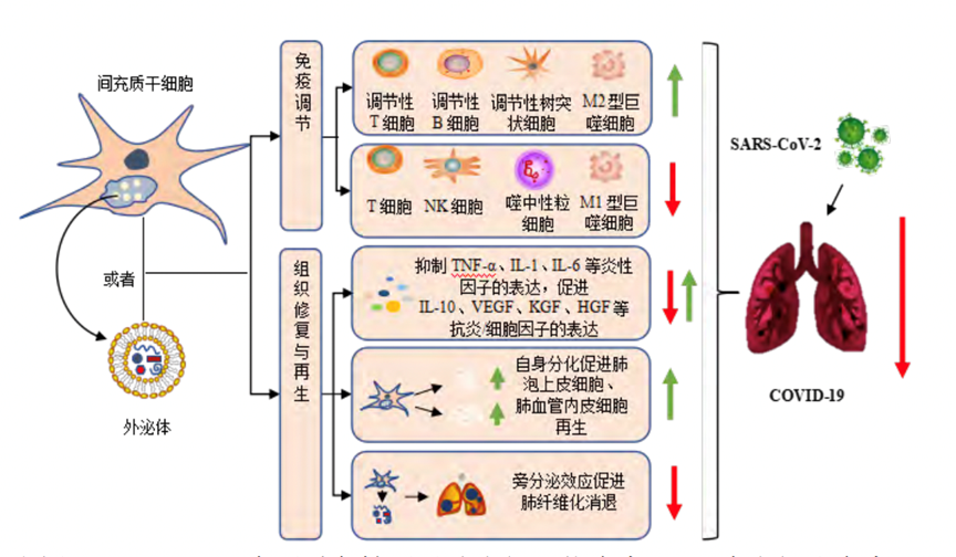 自体脂肪干细胞储存