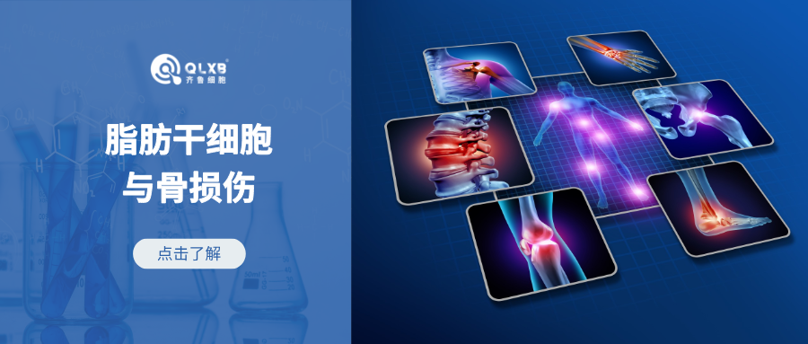 科普日常 | 脂肪间充质干细胞在骨损伤领域的潜在应用优势