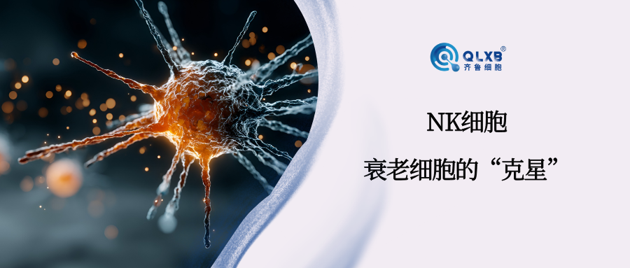 免疫存储 | NK细胞识别清除衰老细胞，打破机体衰老的恶性循环