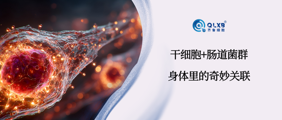科普日常 | 间充质干细胞与肠道菌群：身体里的奇妙关联