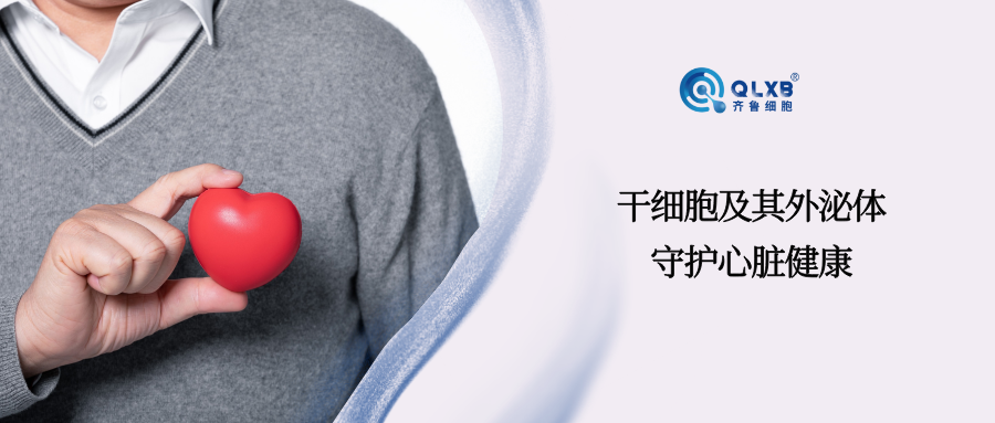 干细胞应对急性心梗，或可成为新策略，守护心肌细胞健康