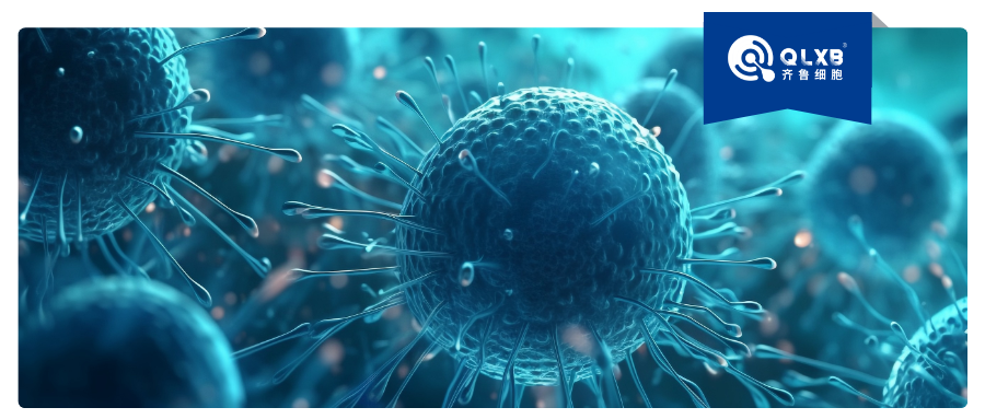 我们体内的“抗衰老卫队”？T细胞的另一面：“狙击”衰老细胞