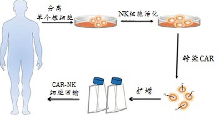 免疫细胞存储