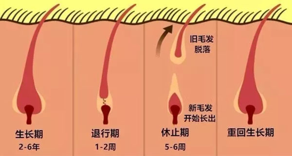 脂肪干细胞储存流程